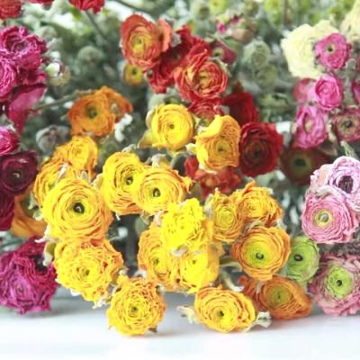 China Wholesale Natural Dry Peony Flowers Natural Touch Flowers Beautiful For Decoration for sale