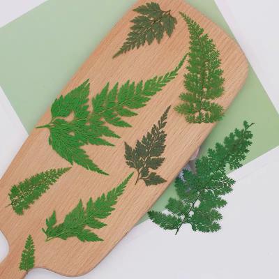 China Natural Touch Fern Leaves Dried Flowers Natural Green Dry Plants For Resin Jewelry Making DIY Scrapbooking Crafts Tools for sale