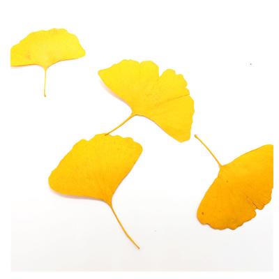 China Natural touch dried flowers pressed flower ginkgo leaf for sale