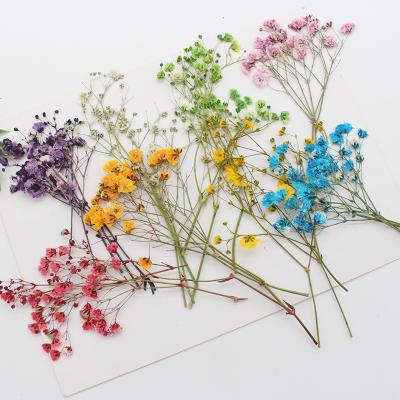 China Wholesale real natural touch dry pressed flower, everlasting babysbreath for sale