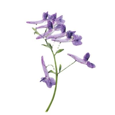 China Real natural touch dry pressed flower no flowers and branches in summer for sale