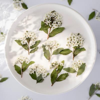 China Real Natural Touch Flower Dry Pressed Spiraea, Daffodils for sale