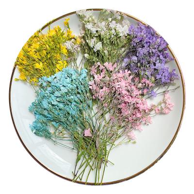 China Natural Touch Dried Pressed Flowers For Resin Making Home Decor Handwork DIY Craft for sale