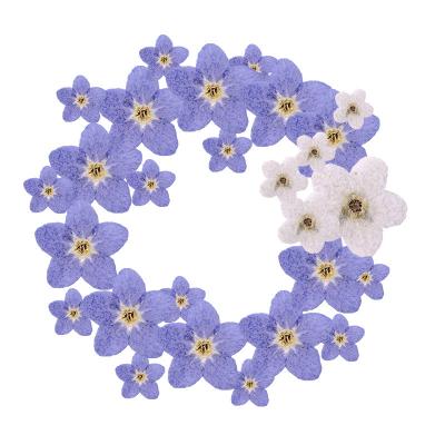 China Real Natural Touch Dry Pressed Flower Forget Me Not for sale