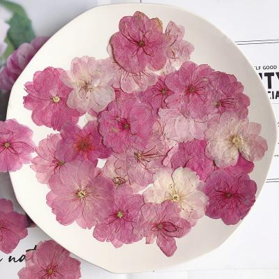 China Real Natural Touch Flowers Natural Pressed Dry Cherry Blossoms For DIY Craft Resin Art for sale