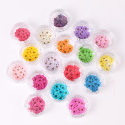 China Natural touch plum blossom daffodil dried flower pressed epoxy diy material jewelry shell flowers mobile phone handmade material nail for sale