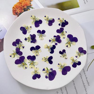 China Real Natural Touch Flower Dried Pressed Pansy for sale