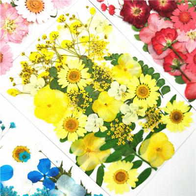 China Natural Touch Pressed Flowers Dried Mixed Colorful Dried Flowers DIY Preserved Flower Decoration Home for sale