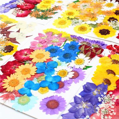 China Wholesale Handmade Mixed Material Multicolor Natural Dry Pressed Flower DIY Real Natural Touch For Home Decor Handicraft for sale