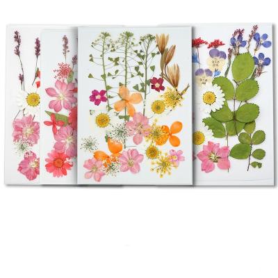 China Natural Touch Pressed Real Dried Floral Decors Mixed Flowers DIY For Gel Nail Art Tips Face Sticker Mold UV Filling Material for sale