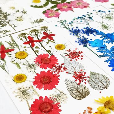 China Natural Touch Pressed Flowers Dried Flowers DIY Scrapbooking Dried Preserved Flower Decoration Home for sale