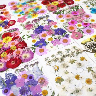 China Wholesale DIY Mixed Real Natural Touch Flower Arrangement Multiple Colorful Handmade Colorful Assorted Natural Dry Pressed Flowers40pcs for sale