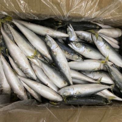 China IQF/ctn FROZEN Pacific Mackerel 60-80 pcs for sale