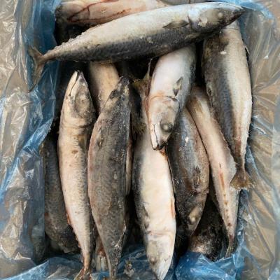 China FROZEN Seafood Frozen Fish Pacific Mackerel for sale