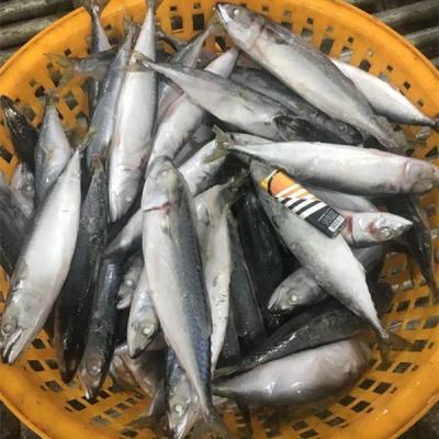 China Frozen Pacific Mackerel 70-80pcs/ctn whole round frozen for sale for sale