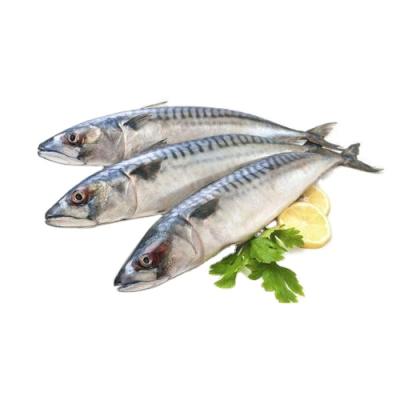 China High Quality Price Size 500-600g/pcs Whole Round Frozen Pacific Mackerel Fish FROZEN for sale