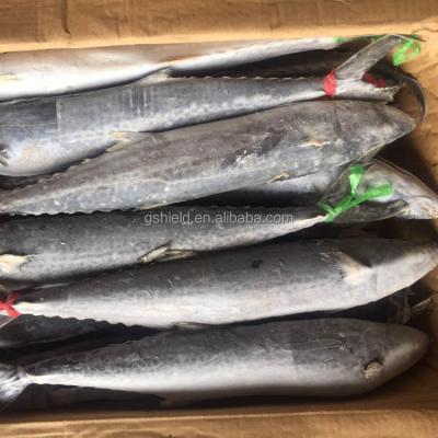 China 2018 New Arrival FROZEN Seafrozen Spanish Mackerel 700-1000g/1-1.5kg For Market Wholesale for sale