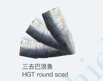 China HGT FROZEN around scad for canning for sale