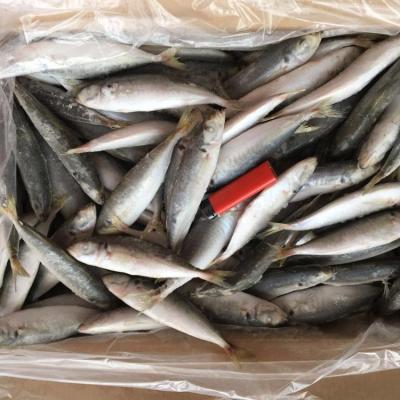 China Good Quality JELLY Light Frozen Round Scad IQF 14-16 Small Catch Mackerel for sale