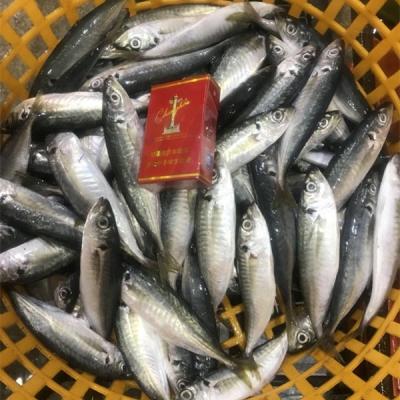 China 16-18 pcs/kg FROZEN whole round scad for sale for sale