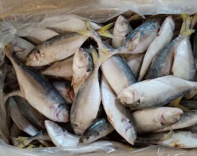 China New Landing FROZEN yellow tail scad size 60-80pcs/ctn for sale