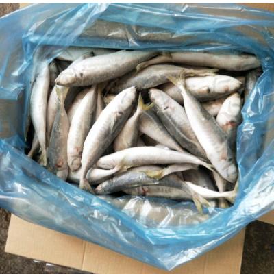 China FROZEN Whole Round Scad Frozen With Small IQF 6-8 Mackerel for sale