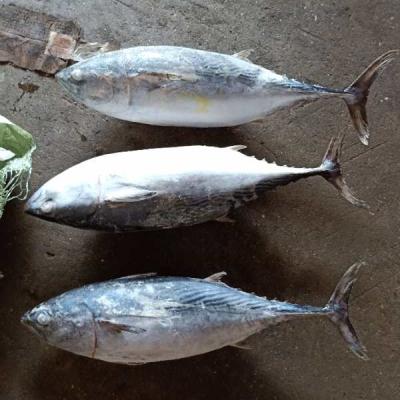 China Seafrozen JELLY Light Low Price Eastern Bonito Small Catch Frozen Tuna 1kg For Vietnam Market for sale