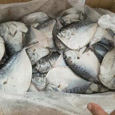 China 2020 hot sale FROZEN Sea Moonfish 80-200g for sale