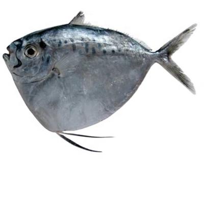 China New arrived FROZEN whole round maculata of Moonfish 150-250g Mene de mer for sale for sale