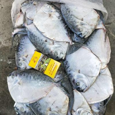 China Moonfish JELLY 150-200g/pcs Whole Round Size JELLY (Mene maculata) for sale