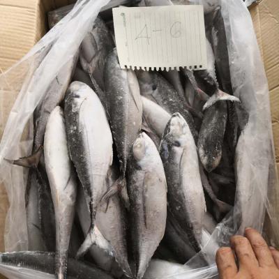 China Hot Sale Frozen Hard Tail Scad IQF JELLY For Market Use for sale