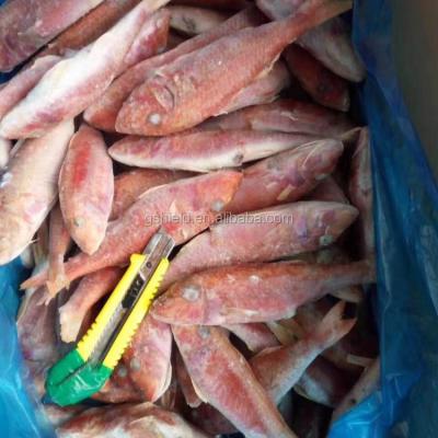 China Hot Sale FROZEN Whole Round Red Mullet 8-10pcs/kg for sale