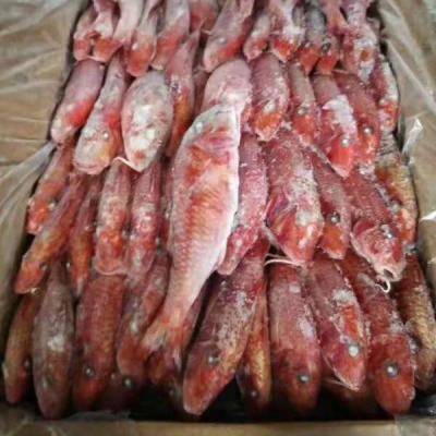 China FROZEN whole round of red mullet for sale