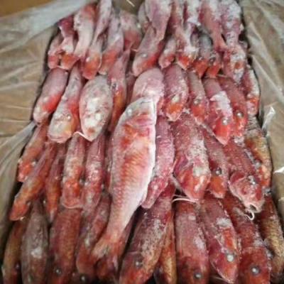 China FROZEN whole round of red mullet for sale