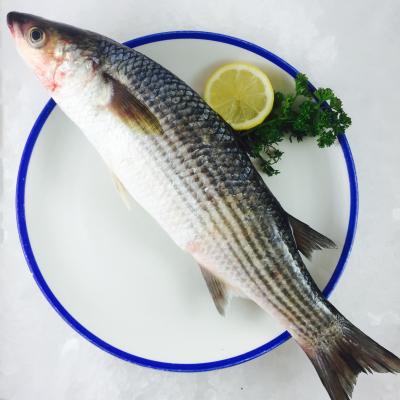 China FROZEN Frozen Gray Mullet Gutted for sale