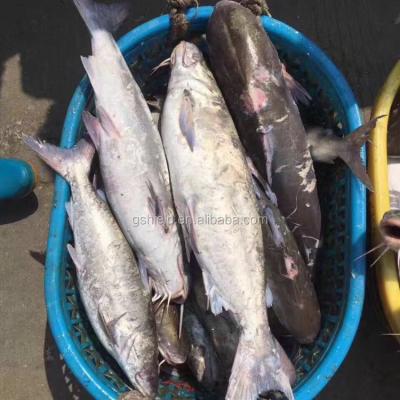 China FROZEN 2kg+ Whole Round Cat Fish for sale