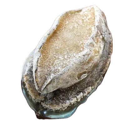 China Cooked frozen abalone on sale for sale