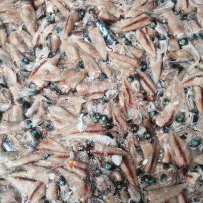 China High Quality Whole Sale Loligo Baby Frozen Squid JELLY For Bait for sale