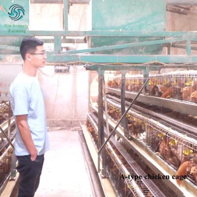 China Durable Poultry Farming Equipment 96 Pieces Layer Chicken Cage For Sale for sale