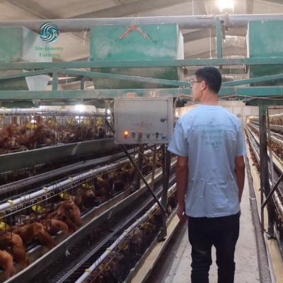 China Manual / Automatic /Semi-Auto Poultry Equipment Maker Chicken Eggs Layer Cages With Good Price for sale