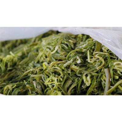 China FROZEN Salted Frozen Shredded Wakame to Stem Undaria Pinnatifida Stem Wakame Salted Frozen Seaweed for sale