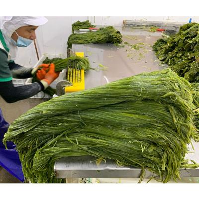 China FROZEN Factory Manufacturer Material Wakame Seaweed Raw Frozen Salted Seaweed for sale