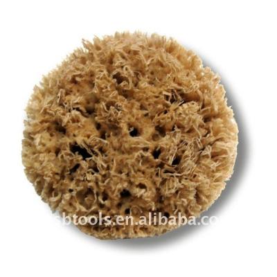 China Painting Paint Tools Paint Roller Wall Sea Sponge Wall Texture Design DIY Tools Decorative Natural Sea Sponge for sale