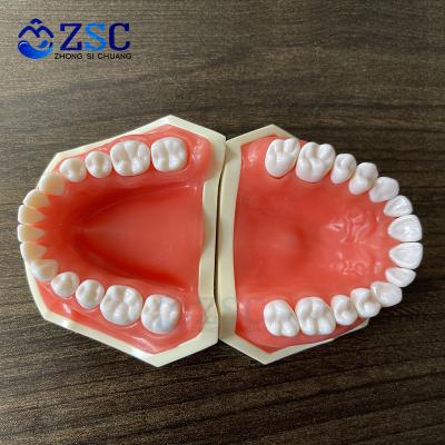 China Plastic Dental Practice Making Model Teeth Root Canal Filling Model Accurate Study High Quality Teach Adult Teeth Model for sale