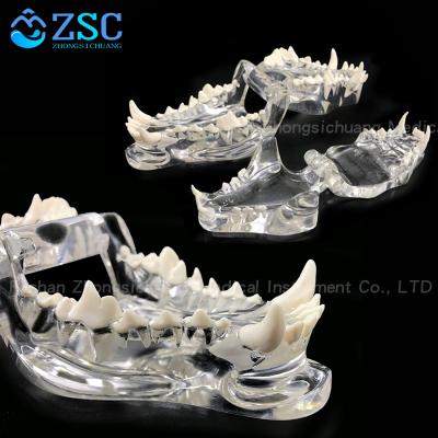 China Anatomy Head Dog Skull Resin Dog Pet Animal Models Bone Veterinary Model for sale