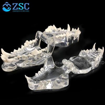 China Dog Dental Model Dog Teeth Model Clear Canine Dental Model Animal Body Anatomy Dog Teeth Zsc-297 for sale