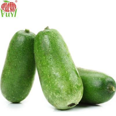 China Fresh winter melon/traditional export goods for sale