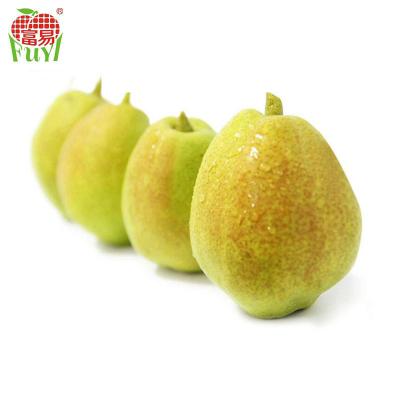 China Fresh yellow fresh pears/big size golden pears/sweet pear fruit for sale