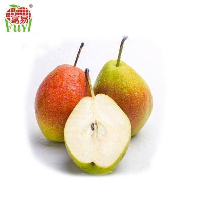 China Fresh red fragrant pear/fresh sweet pear/pear for sale