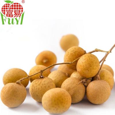 China Fresh orchard fresh longan for sale